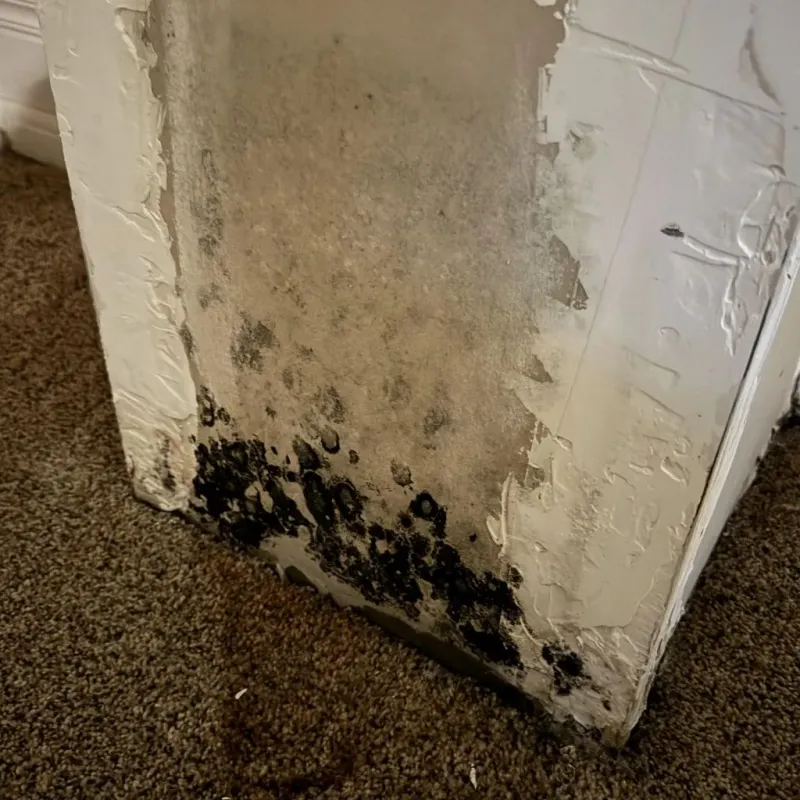 Professional Mold Removal in Brice Prairie, WI